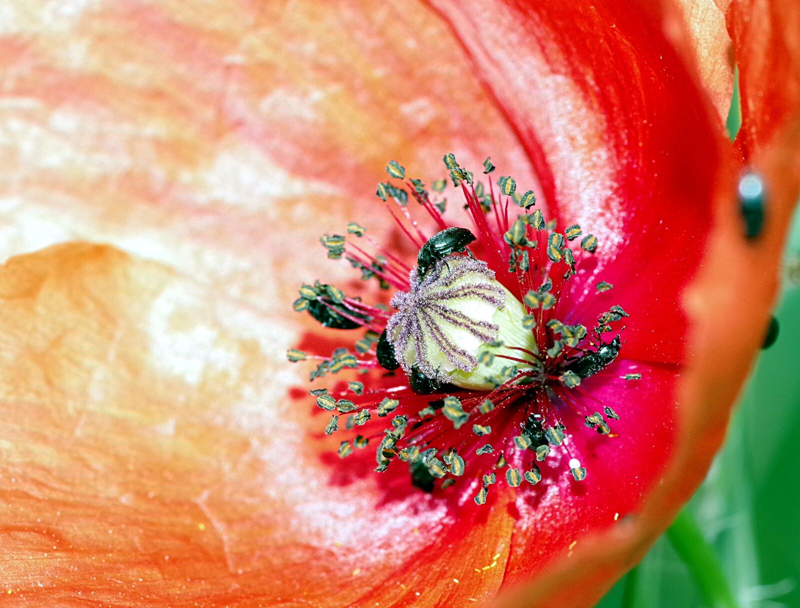 Pentax K-S2 sample photo. Worms, the beetles, black photography