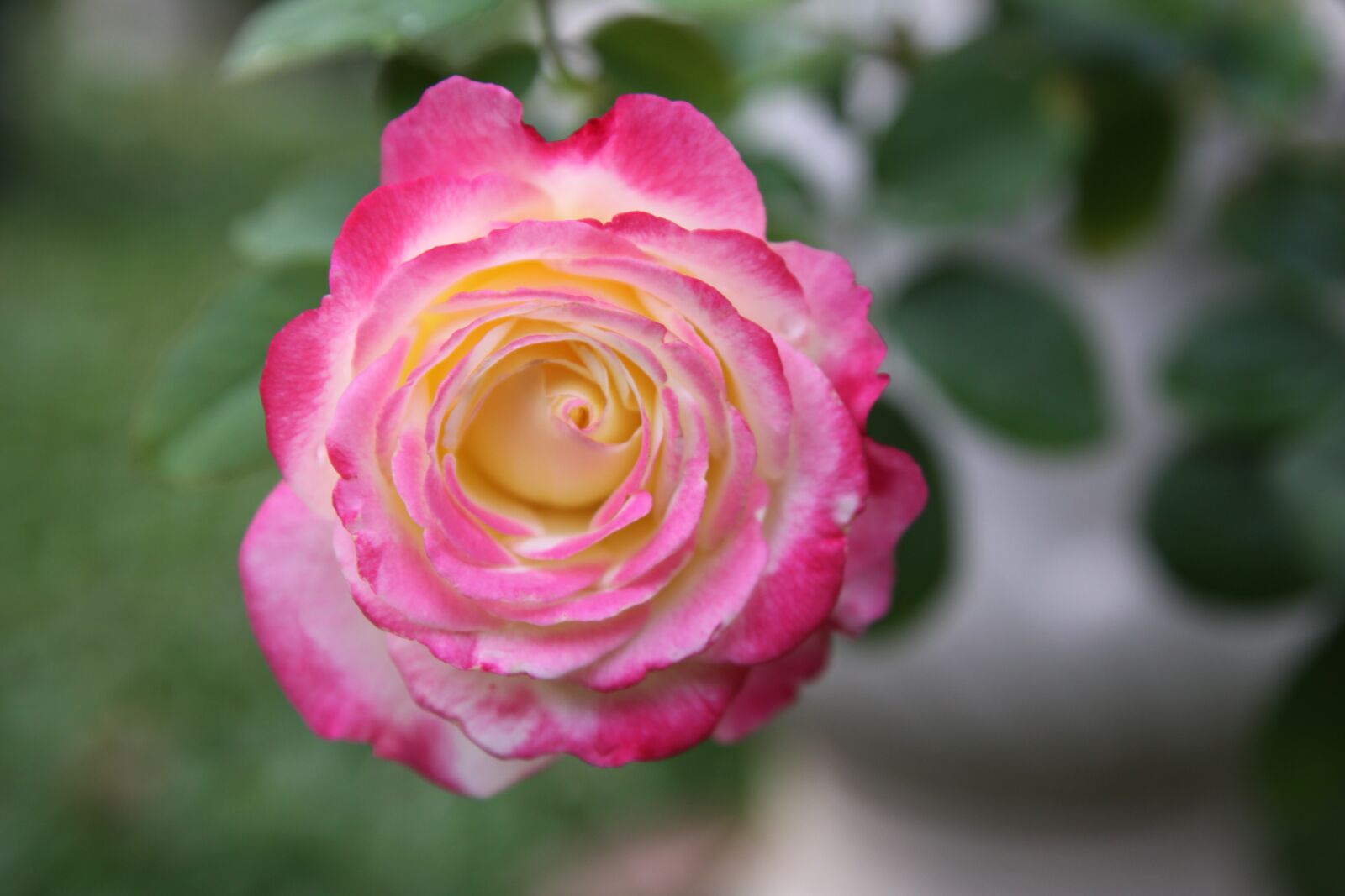 Canon EOS 50D sample photo. Rose, pink, flower photography