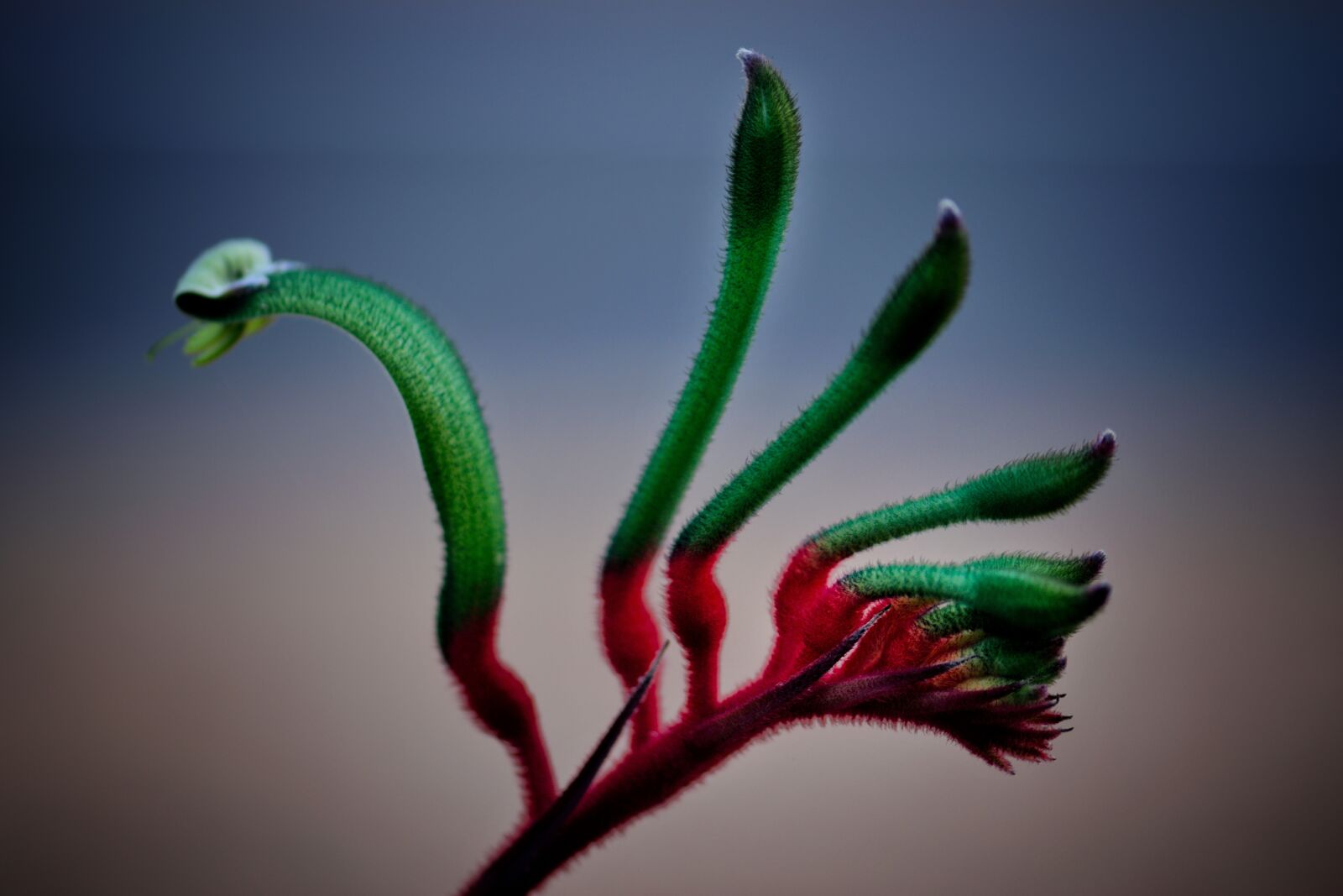 Nikon D3300 sample photo. Kangaroo paw, flora, australia photography