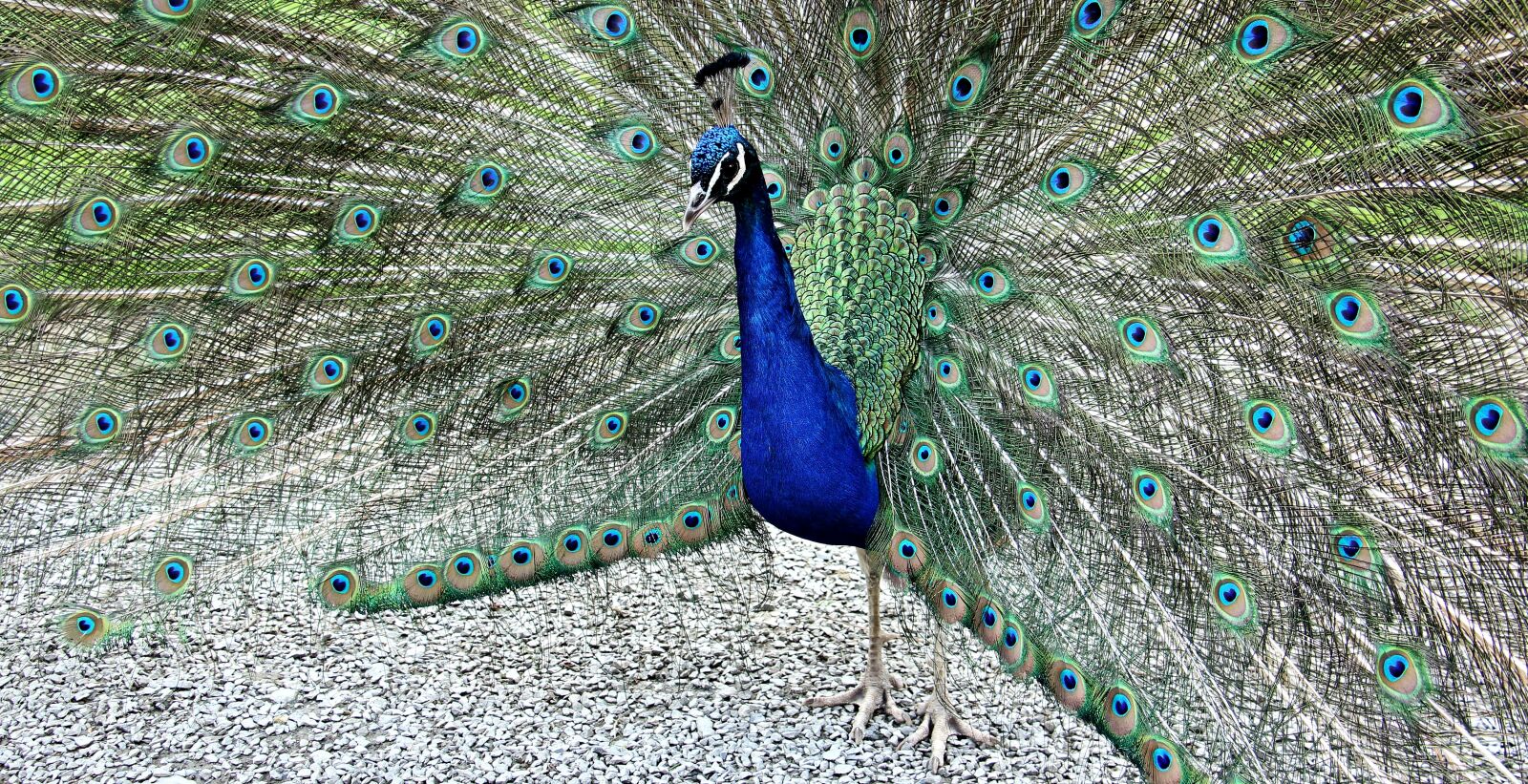 Canon EOS 550D (EOS Rebel T2i / EOS Kiss X4) sample photo. Peacock, animal, bird photography