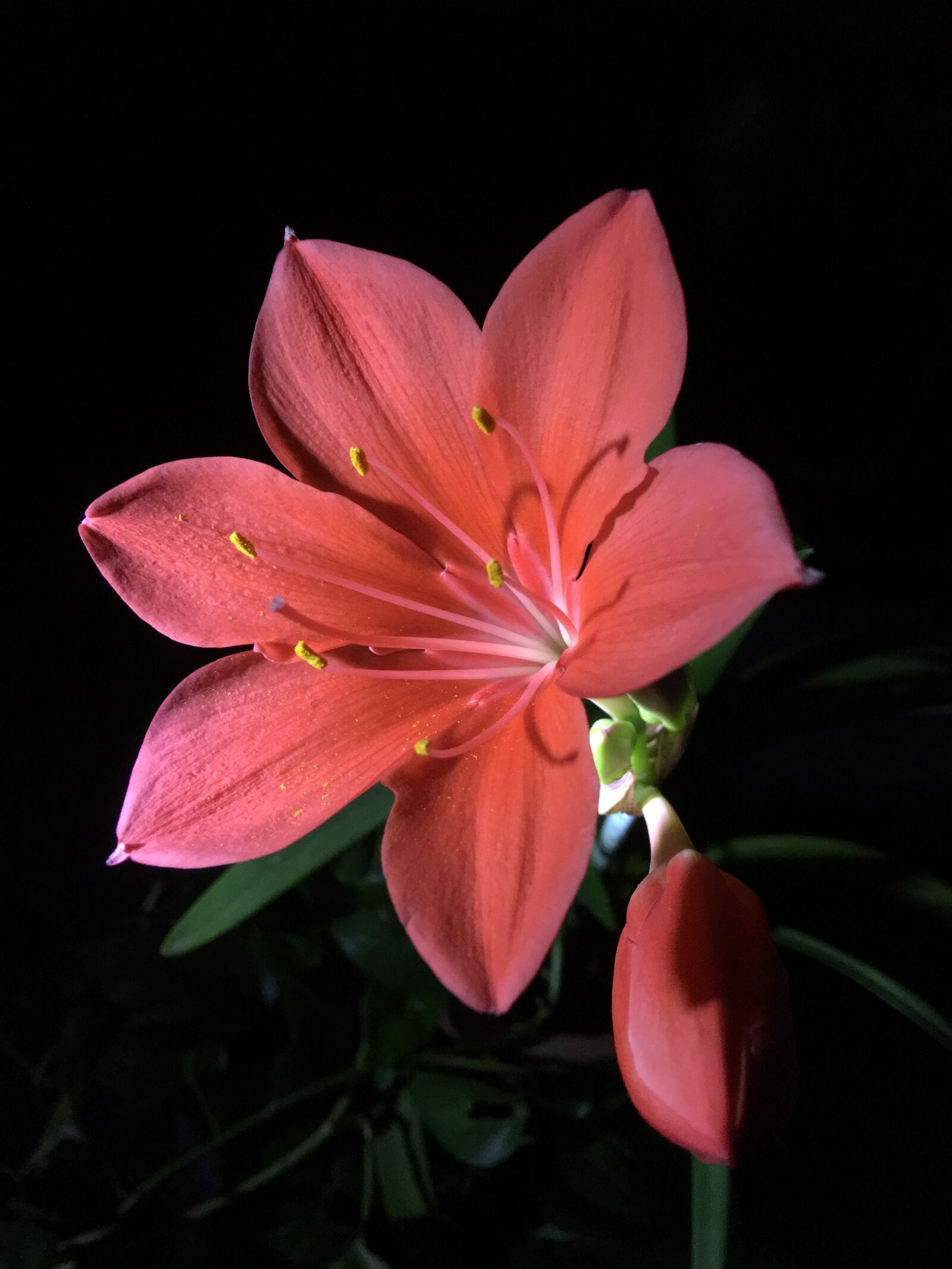 Apple iPhone 6s Plus sample photo. Red flower, pistils, flower photography