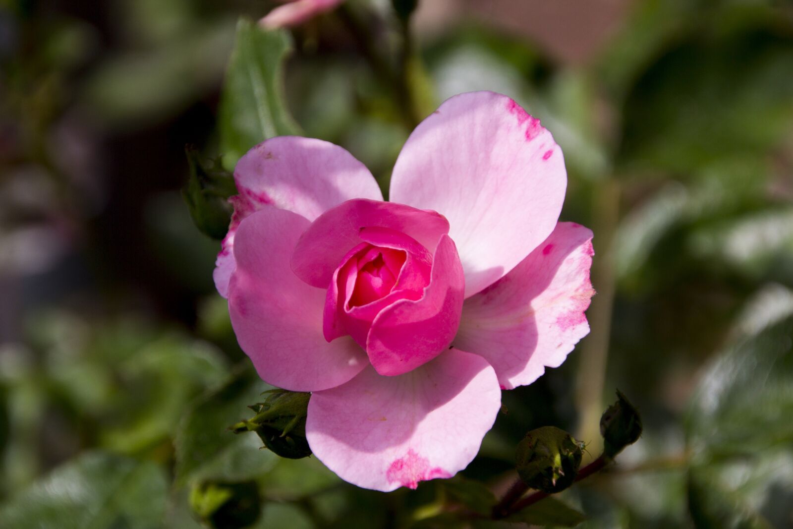 Canon EOS 60D sample photo. Rose, flower, nature photography