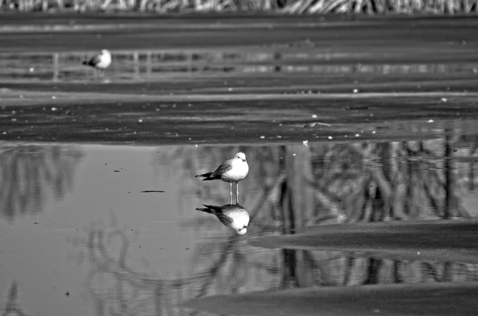 Nikon D90 sample photo. Seagull, gull, bird photography