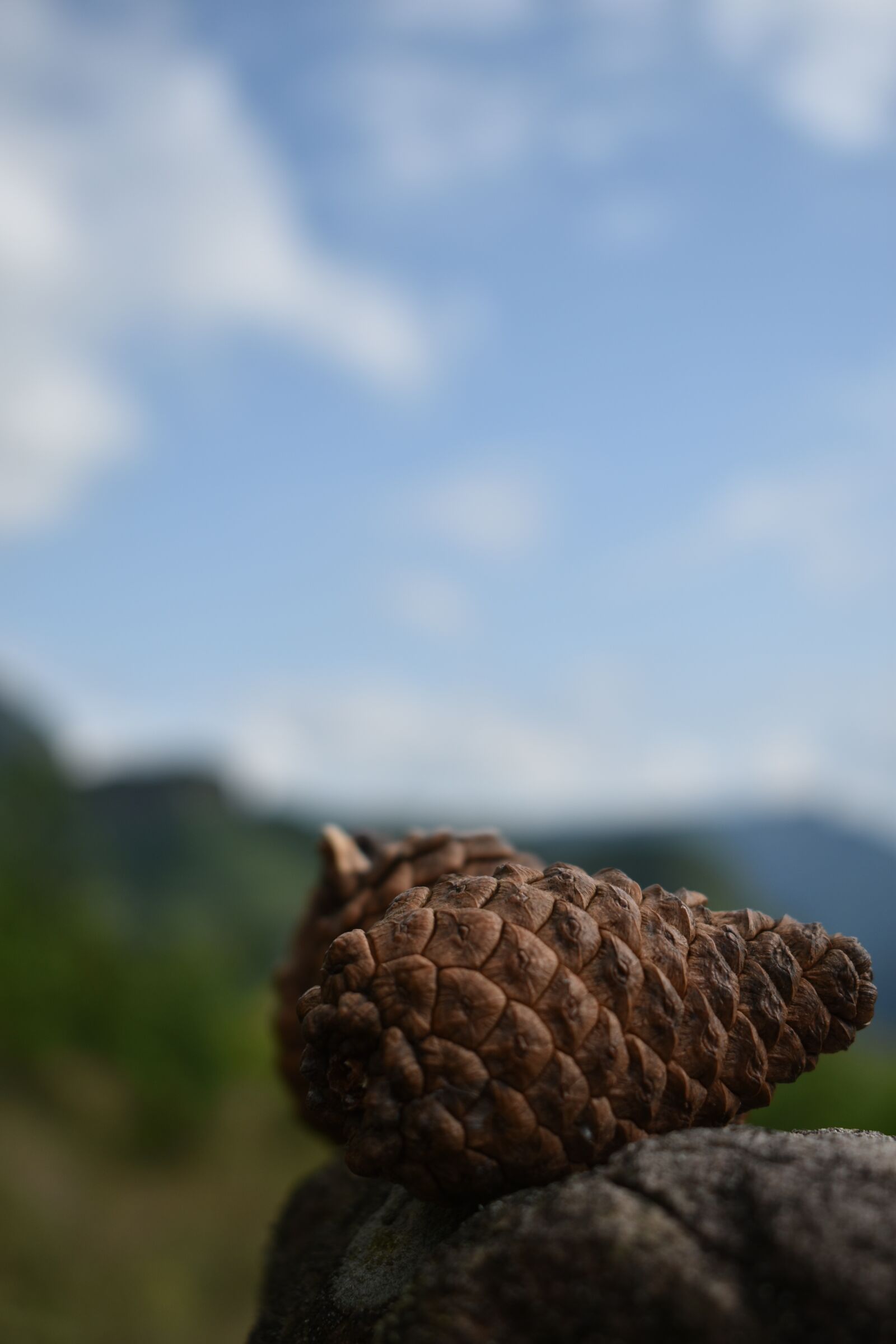 Nikon D3400 sample photo. Echinacea, mountain, the wild photography