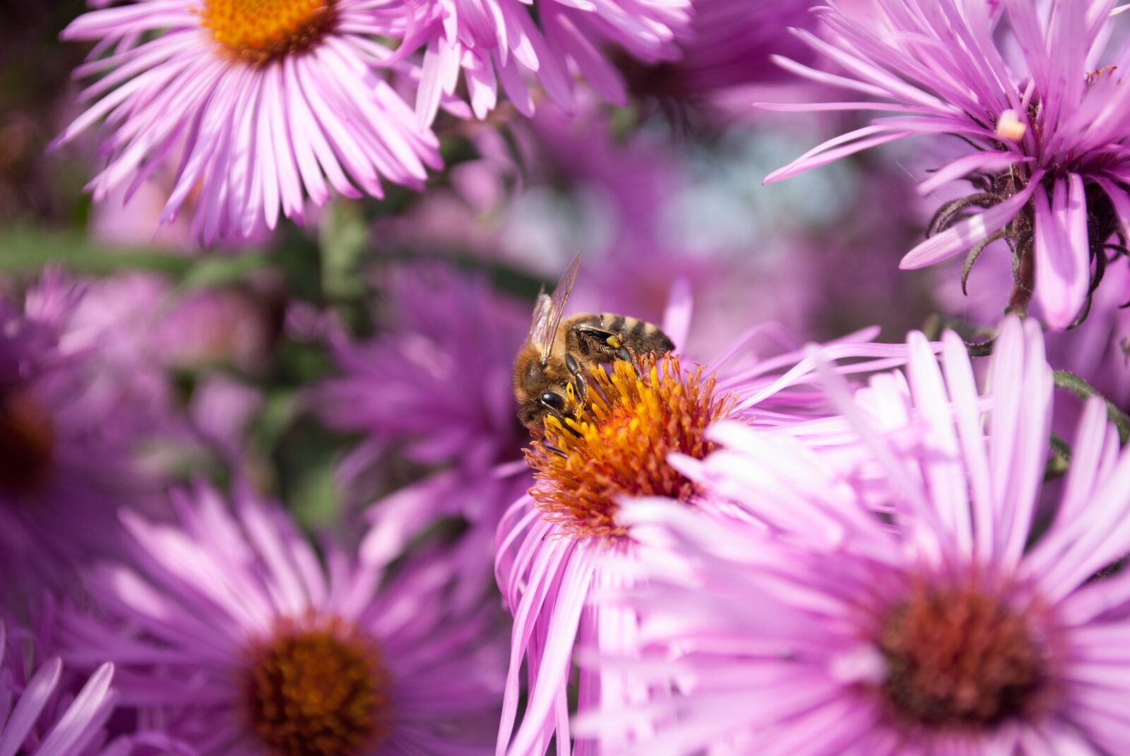 Nikon D60 sample photo. Bee, pollination, flowers photography