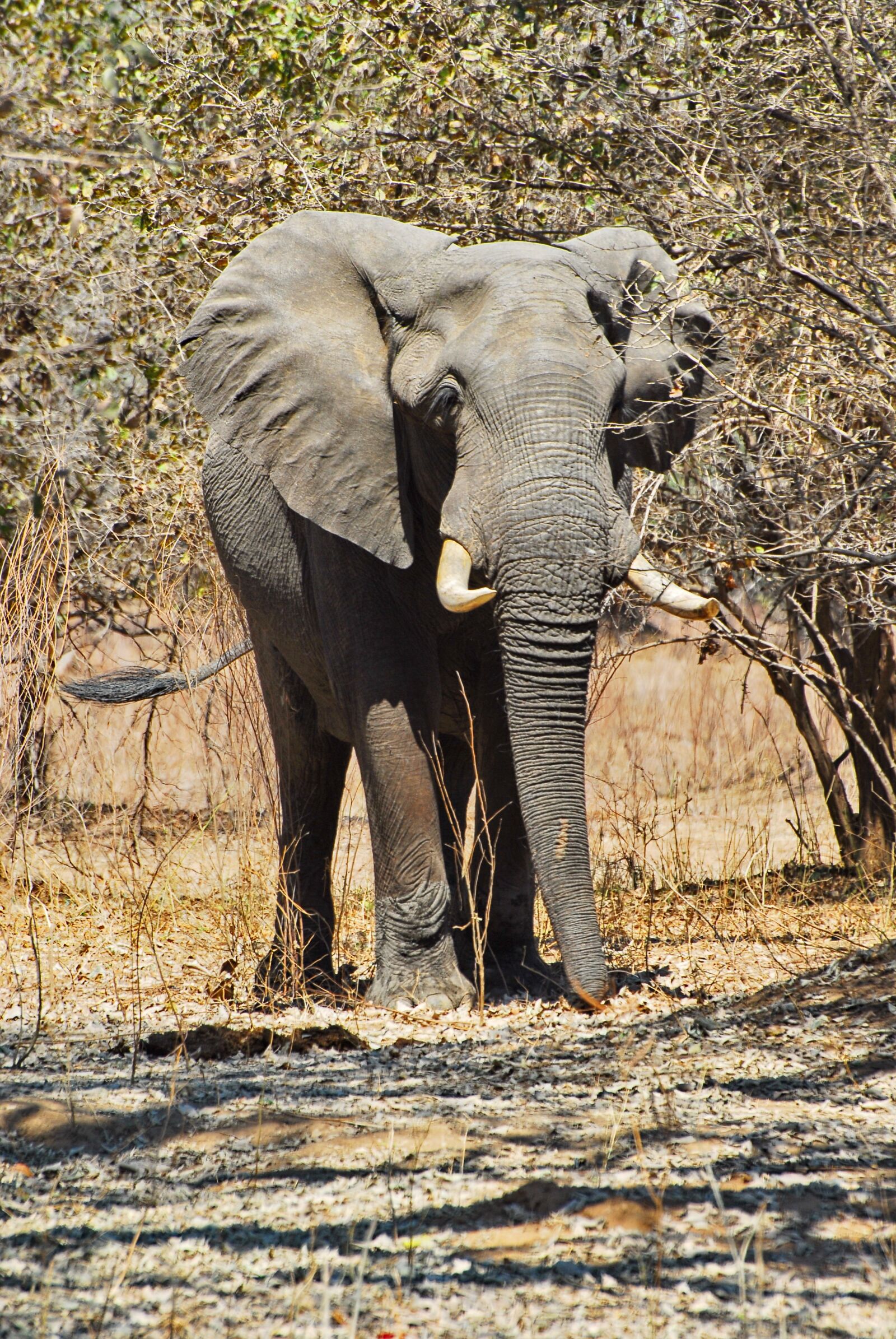 Nikon D200 sample photo. Elephant, ivory, africa photography