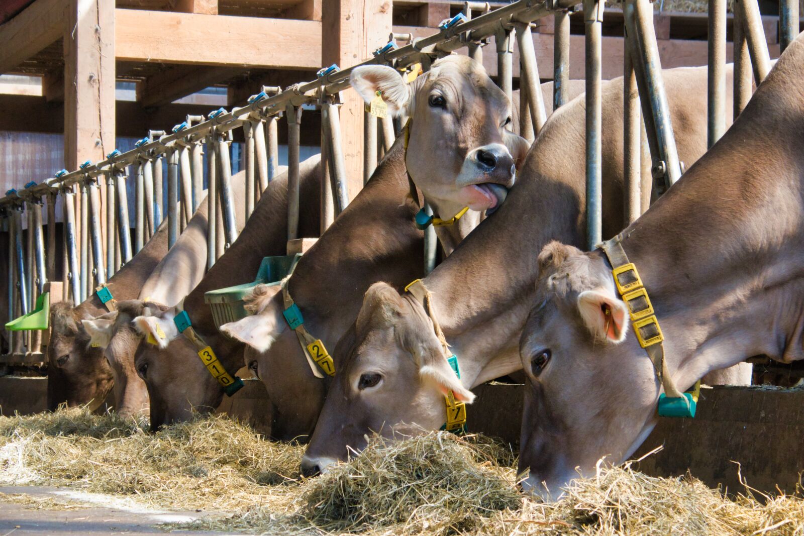 Canon PowerShot G3 X sample photo. Cows, kuhzunge, lick photography