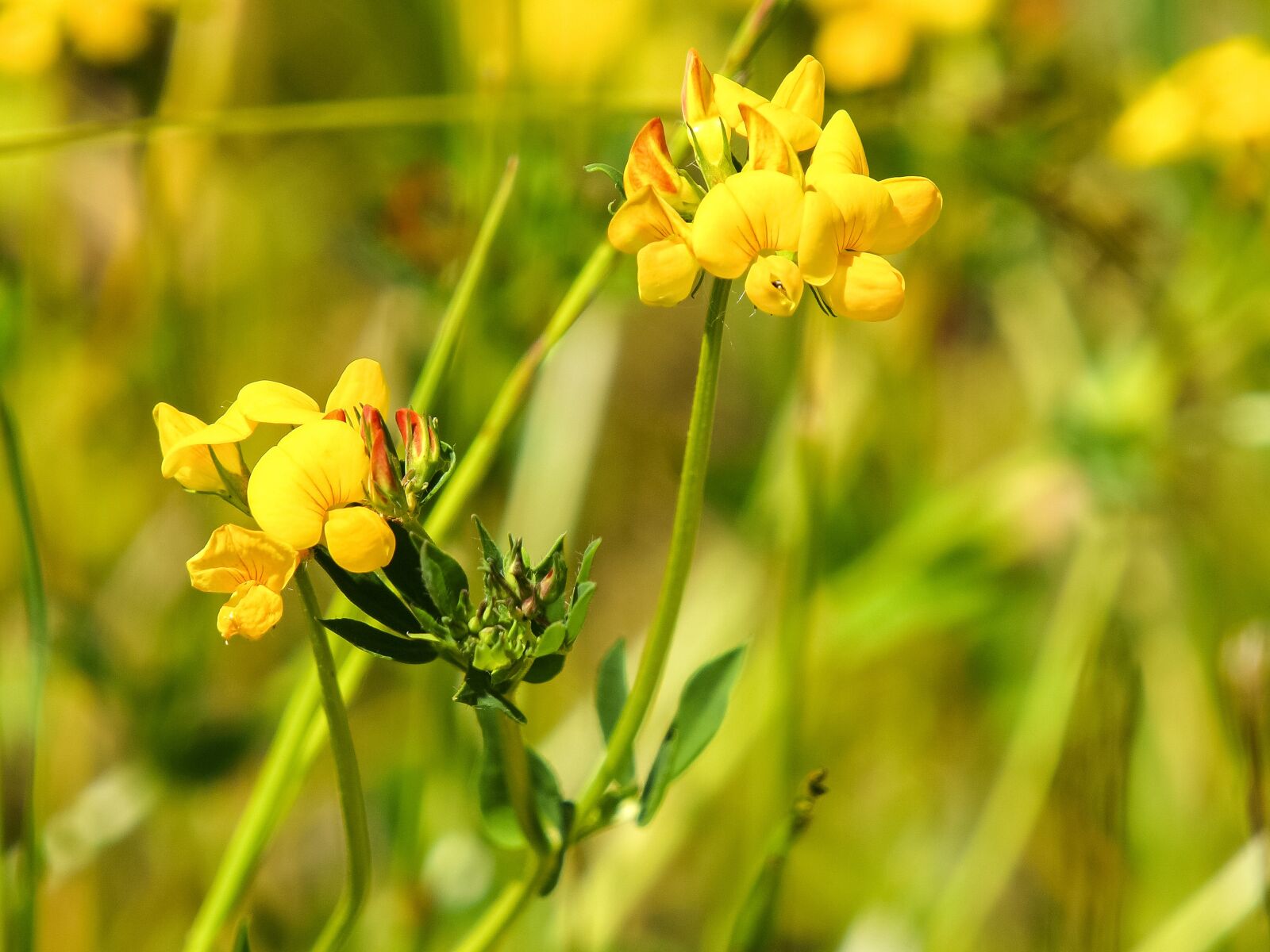 Olympus E-3 sample photo. Klee, birdsfoot, flower photography