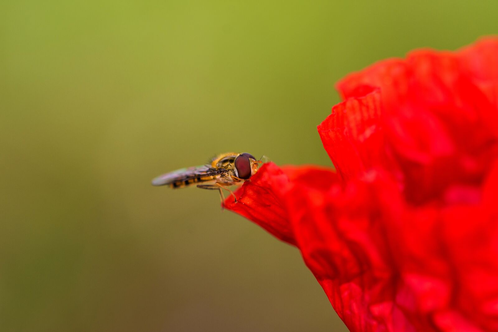 Nikon D7200 sample photo. Poppy, nature, field photography