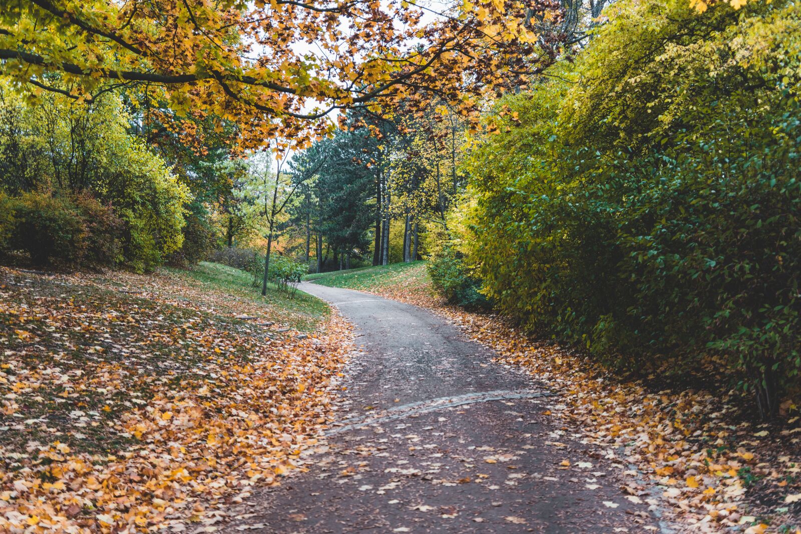 Sony a7R III + Samyang AF 35mm F2.8 FE sample photo. Away, park, nature photography