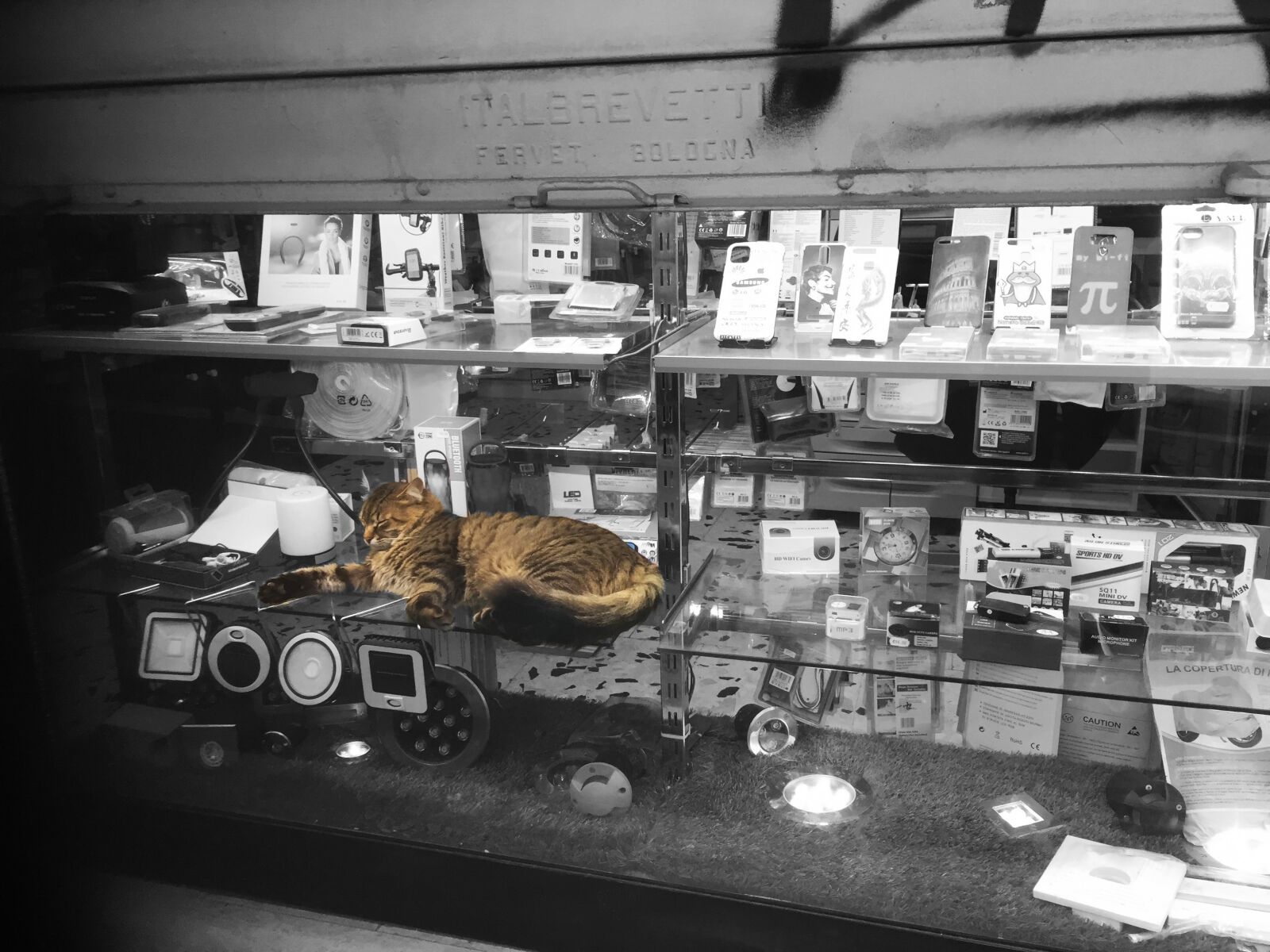 Apple iPhone 6 sample photo. Cat, shop, showcase photography