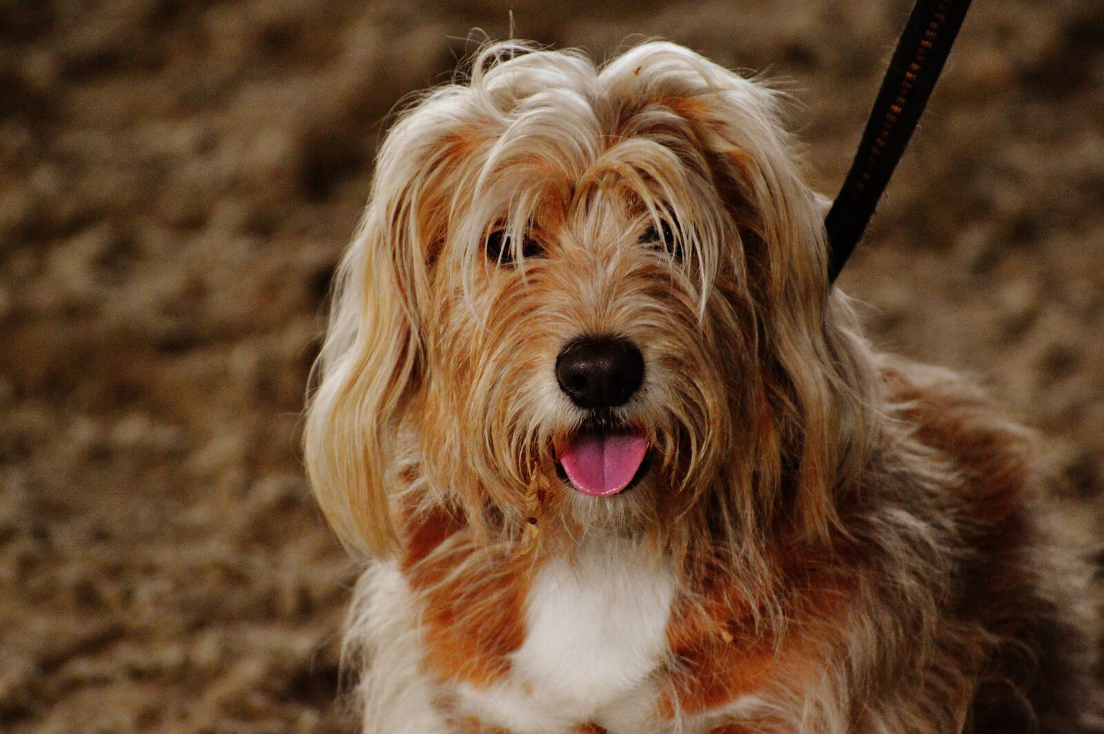 Nikon D3200 sample photo. Dog, tintin, cute photography