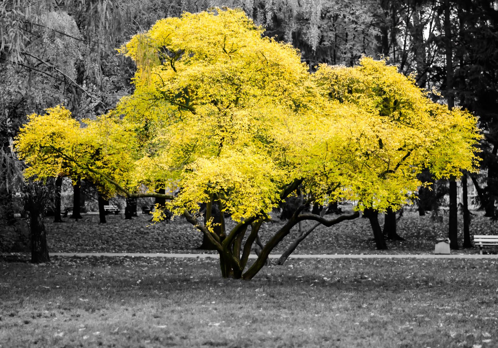 Nikon D5100 sample photo. Autumn, tree, nature photography