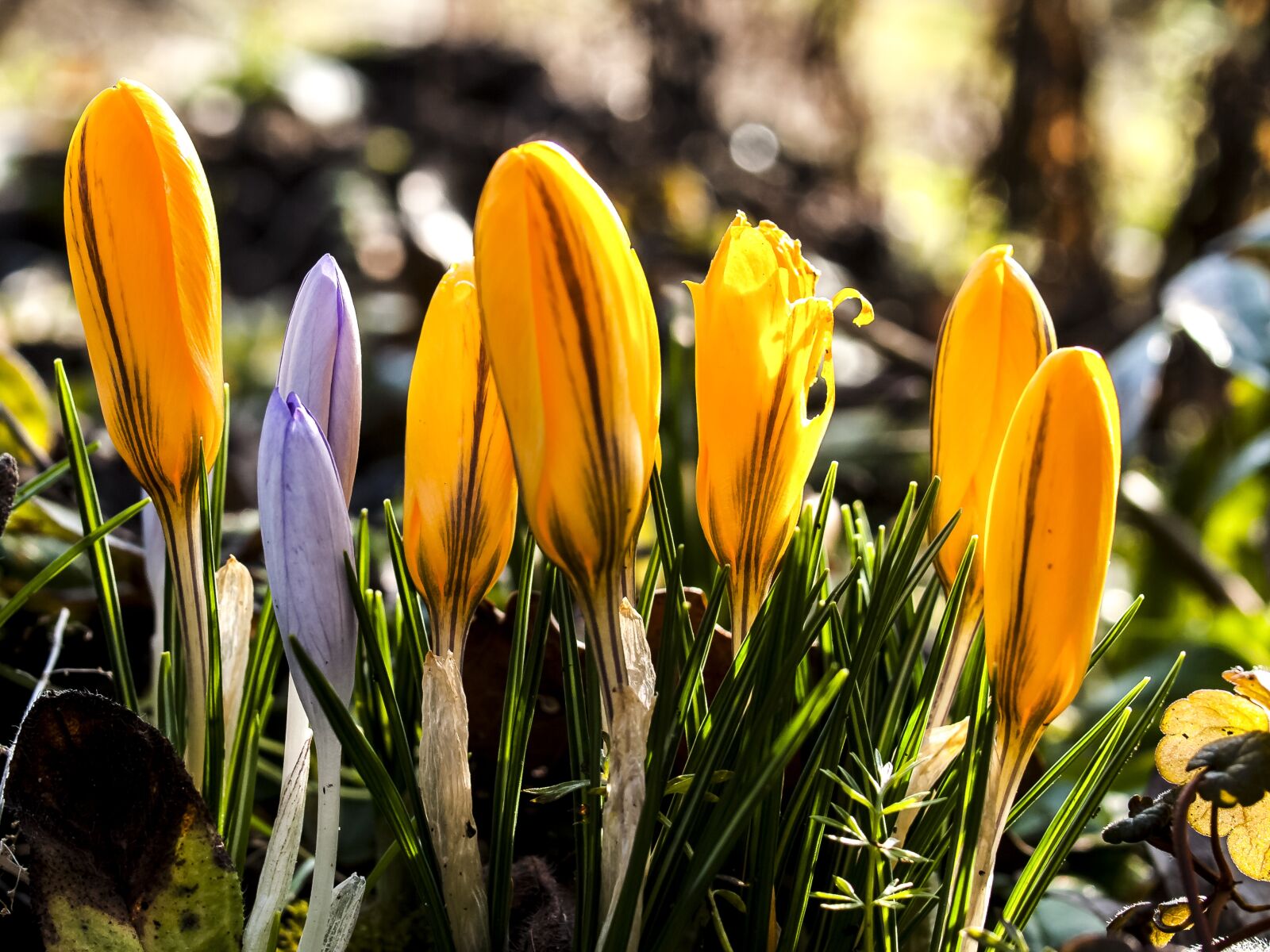 Olympus E-3 sample photo. Crocus, flower, plant photography