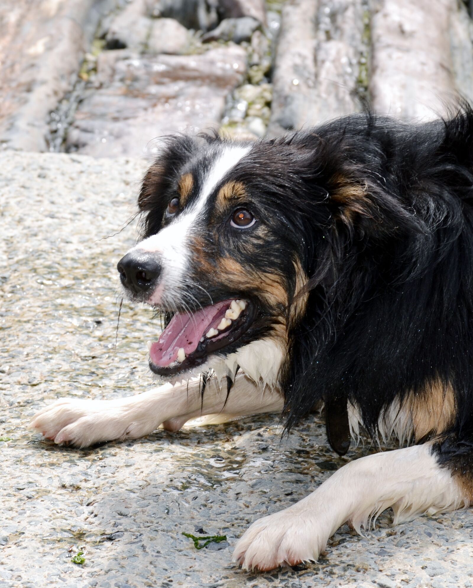 Nikon D3100 sample photo. Border collie, dog, sheepdog photography