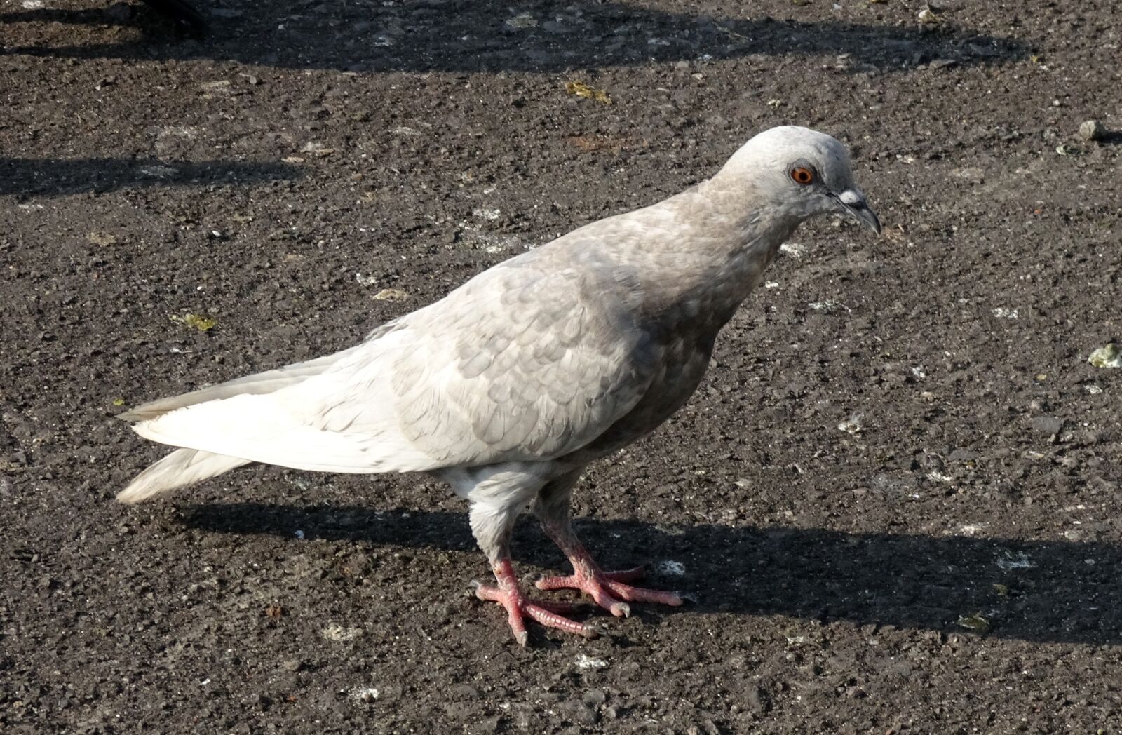 Sony Cyber-shot DSC-HX90V sample photo. Pigeon, rock pigeon, feral photography