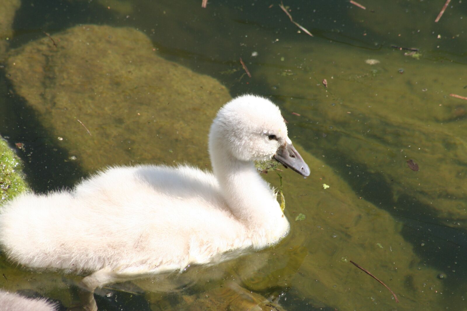 Canon EOS 350D (EOS Digital Rebel XT / EOS Kiss Digital N) sample photo. Swan chicks, chicks, hump photography