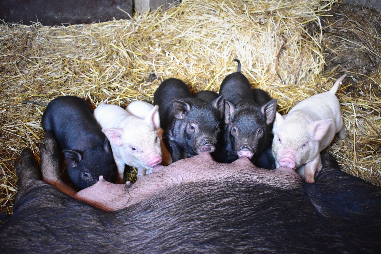 Nikon D5500 sample photo. Piglets, feeding, barn photography