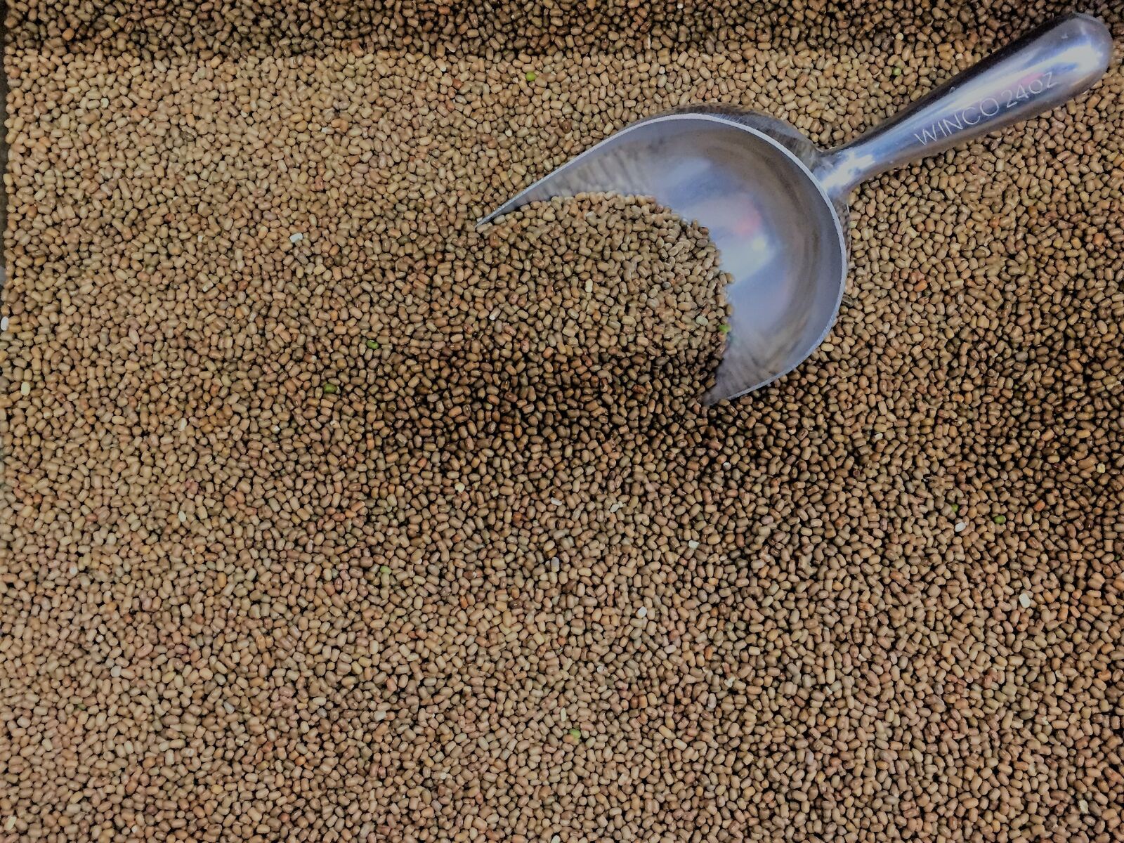 Apple iPhone 6 sample photo. Moth, beans, ingredient photography