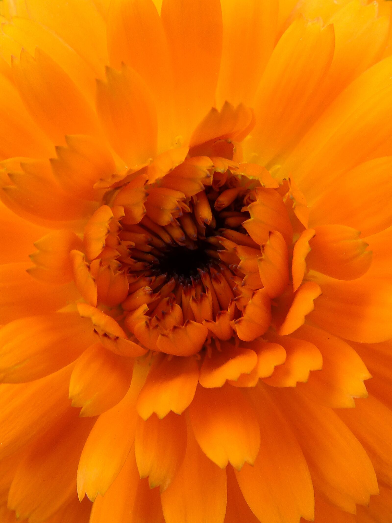 Panasonic DMC-FZ62 sample photo. Foreground, orange color, flower photography