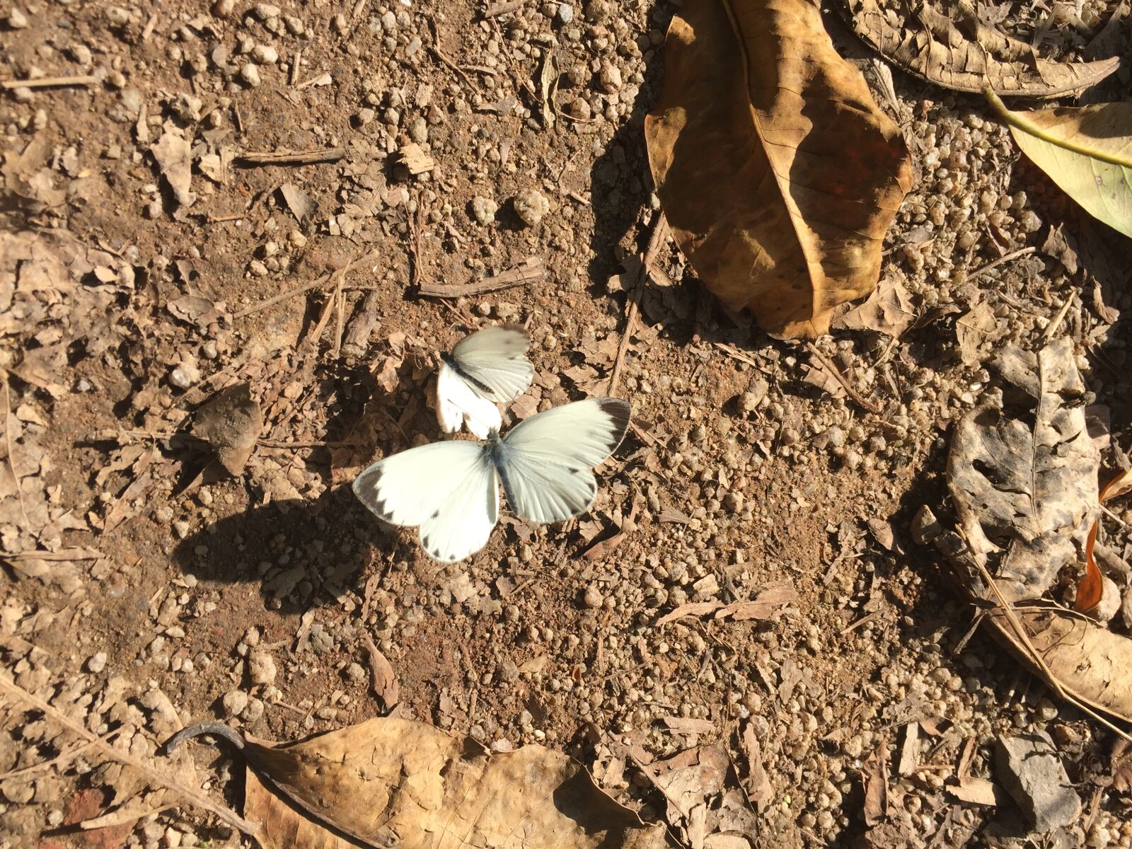 iPhone 6 back camera 4.15mm f/2.2 sample photo. Butterfly photography