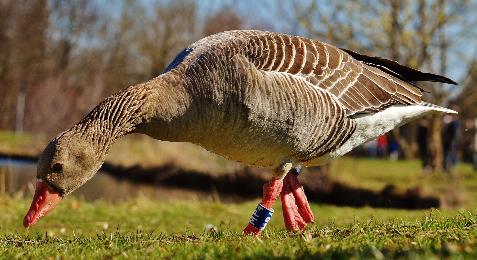 Nikon D3200 sample photo. Goose, bird, feather photography
