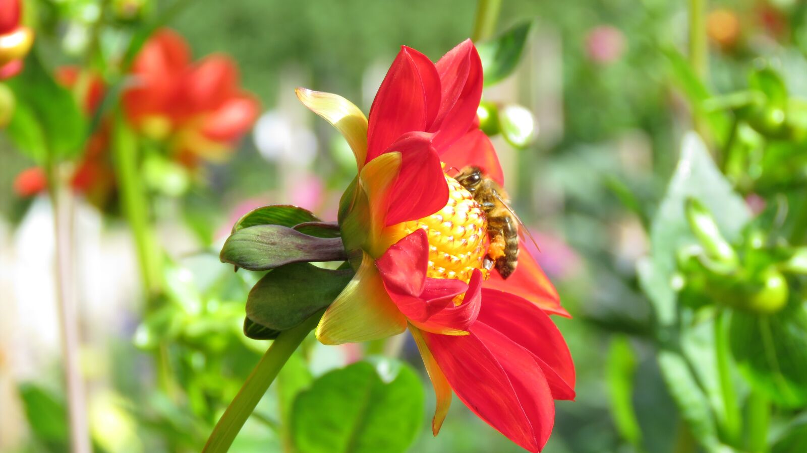 Canon PowerShot SX60 HS sample photo. Dahlia, bee, autumn flower photography
