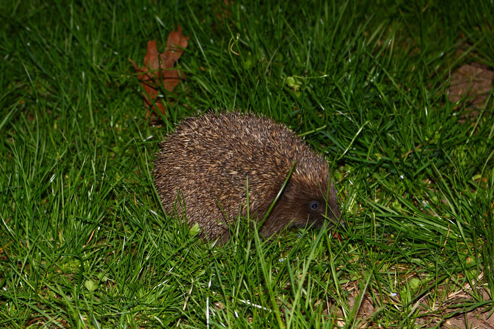 Canon EOS 700D (EOS Rebel T5i / EOS Kiss X7i) sample photo. Hedgehog, grass, nature photography