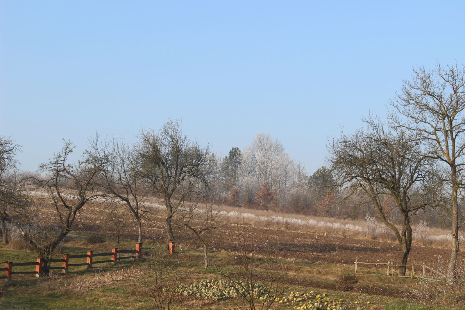 Canon EOS 100D (EOS Rebel SL1 / EOS Kiss X7) sample photo. Bare, trees, against, clear photography