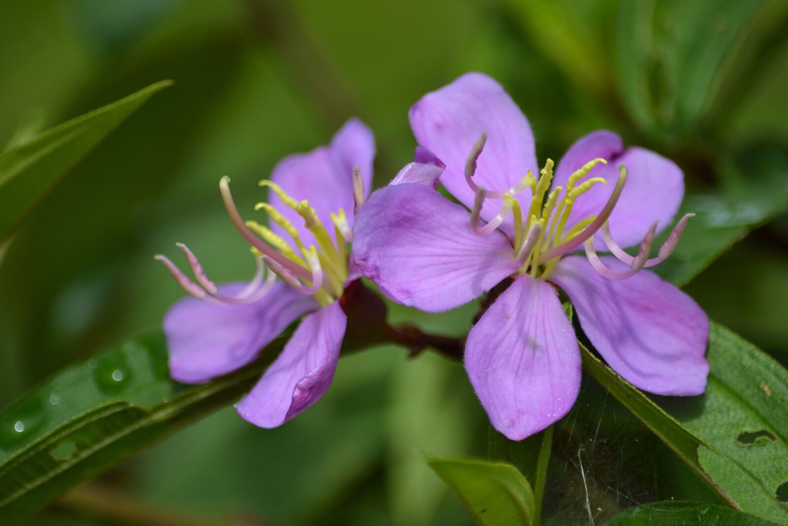 Nikon D3100 sample photo. Flora, flower, wild flower photography