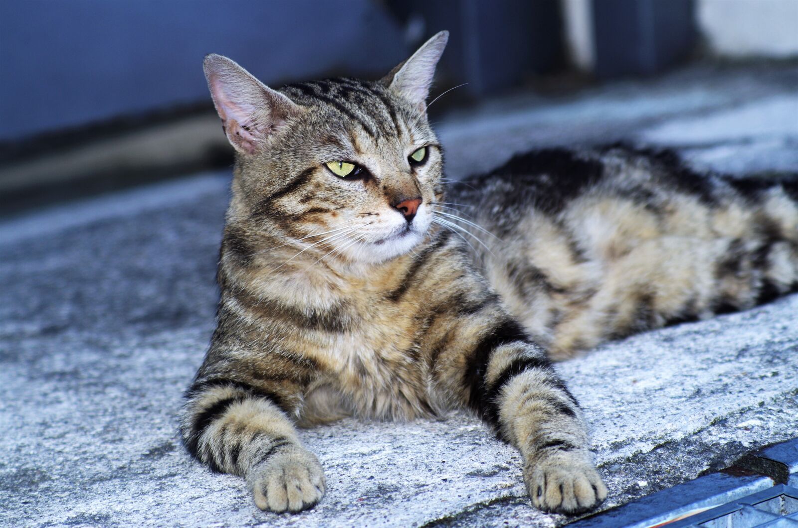 Pentax K-50 sample photo. Cat, cat european, calico photography