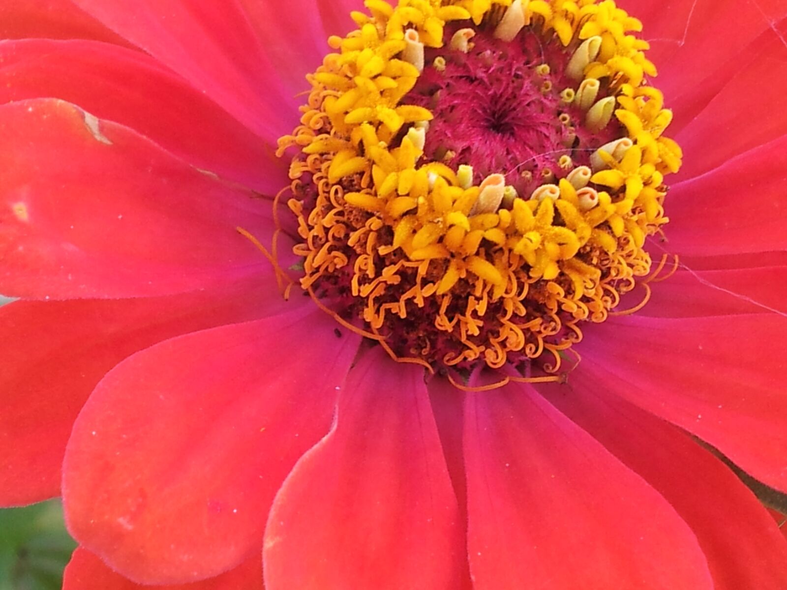 Samsung Galaxy S2 sample photo. Flowers, plant, nature photography
