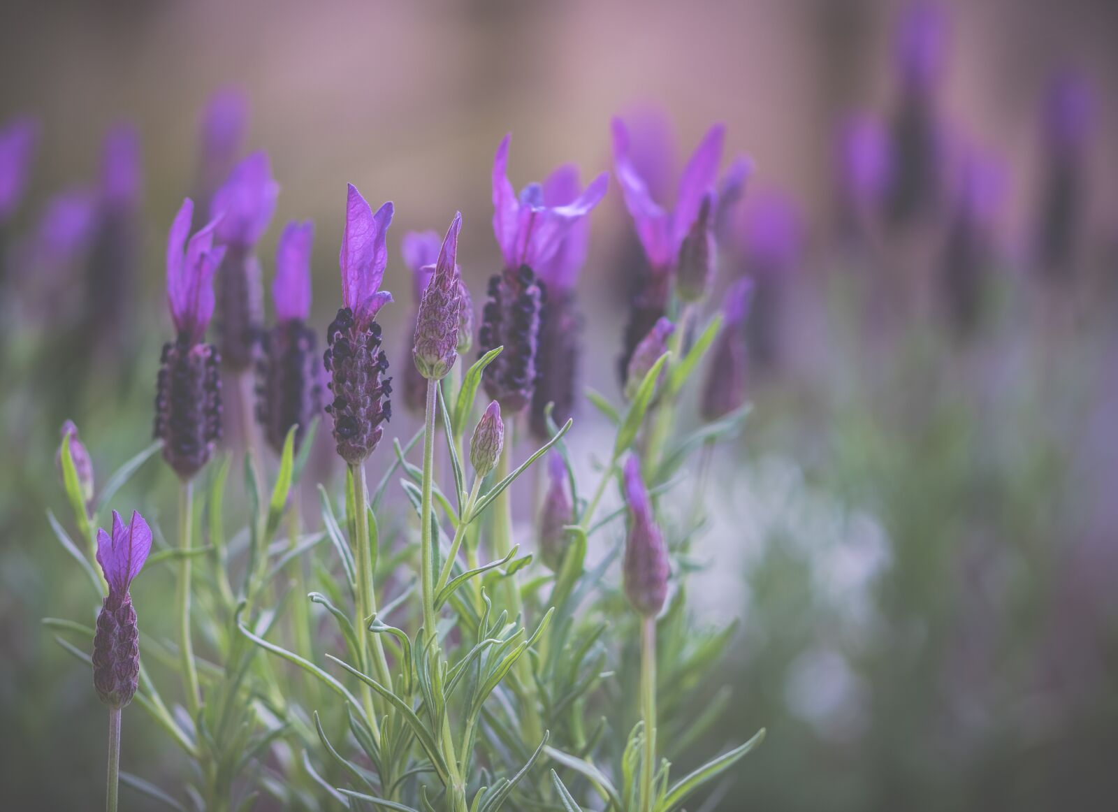 Sony ILCA-77M2 + 105mm F2.8 sample photo. Lavender, flowers, nature photography