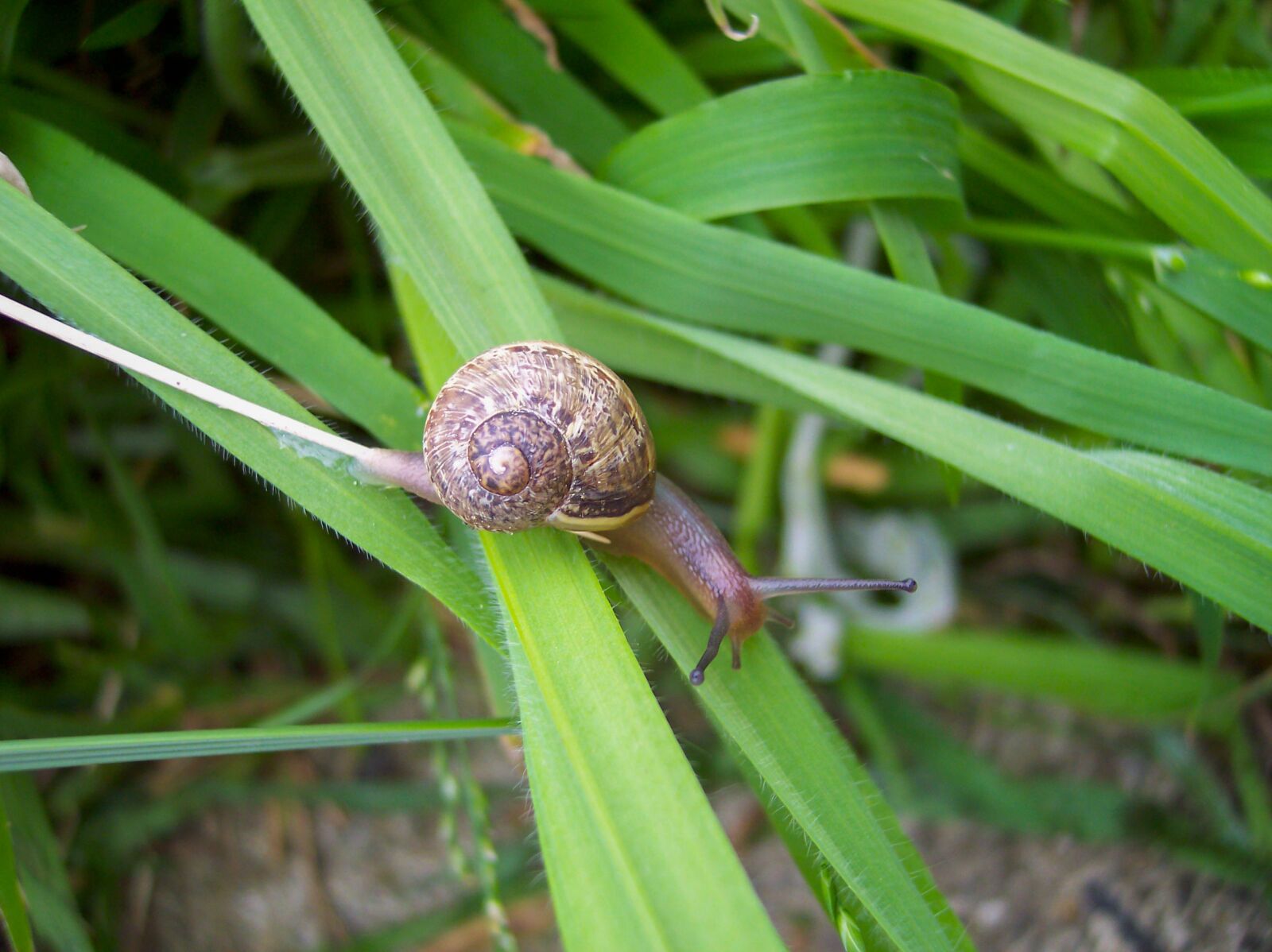 Kodak DX4530 ZOOM DIGITAL CAMERA sample photo. Grass, snail, close-up photography
