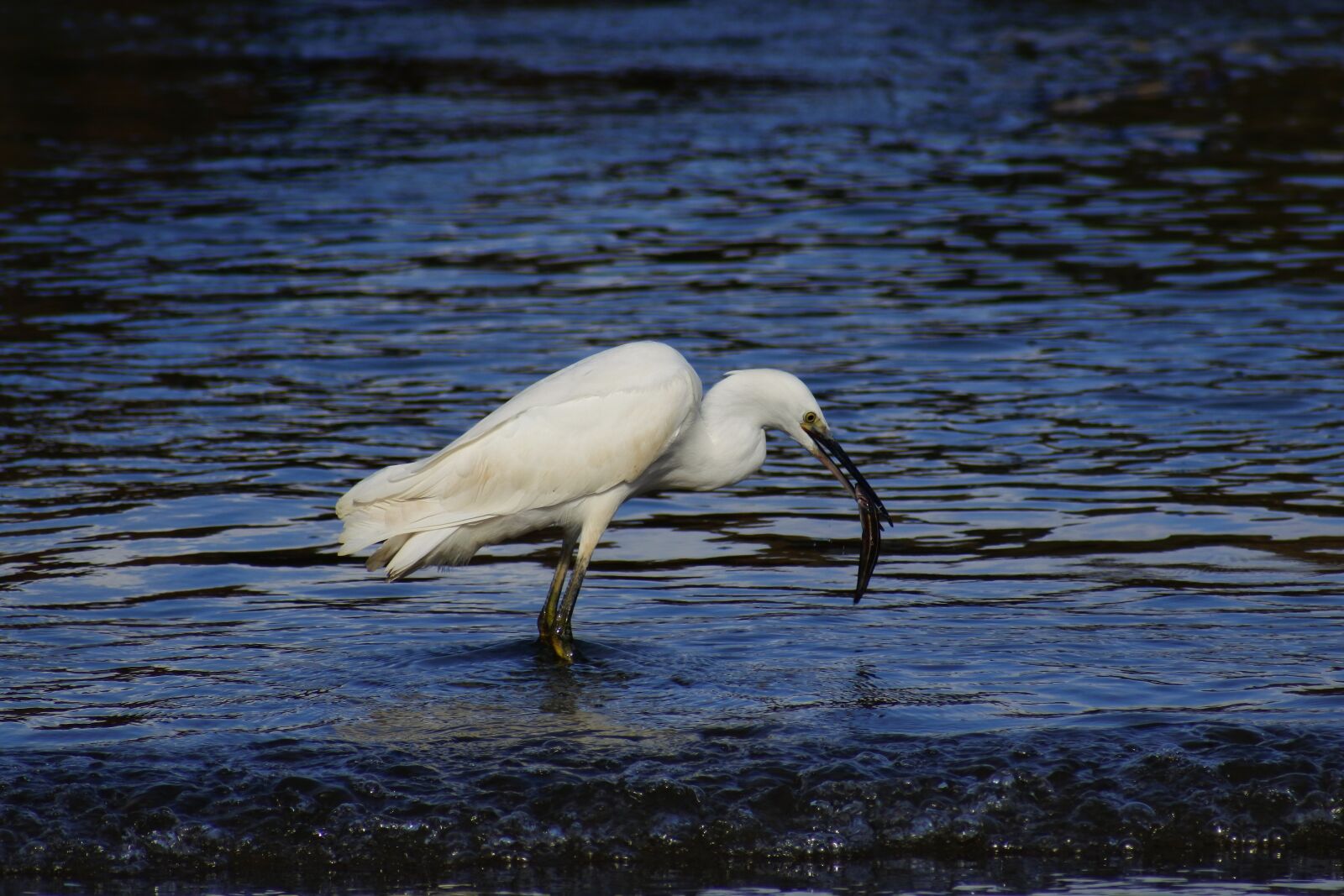 VR 70-300mm f/4.5-6.3G sample photo. Animal, sea, river photography