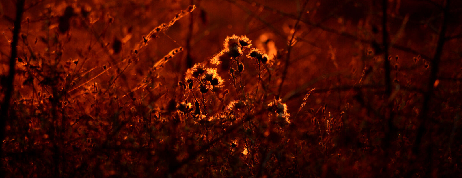 Nikon D3100 + Nikon AF-S DX Nikkor 55-300mm F4.5-5.6G ED VR sample photo. Autumn, dried, flowers, flowers photography