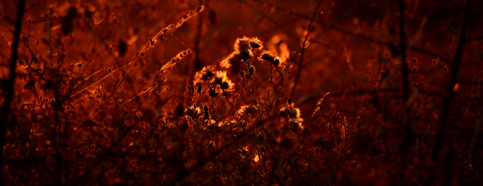 Nikon D3100 sample photo. Autumn, dried, flowers, flowers photography