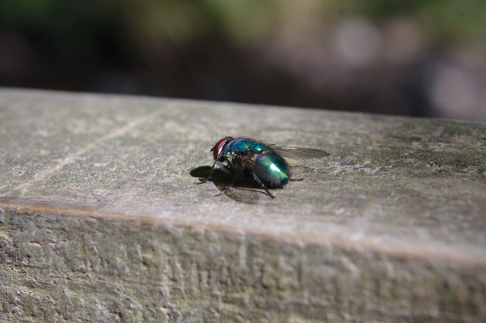 Canon EOS 50D sample photo. Fly, green bottle fly photography