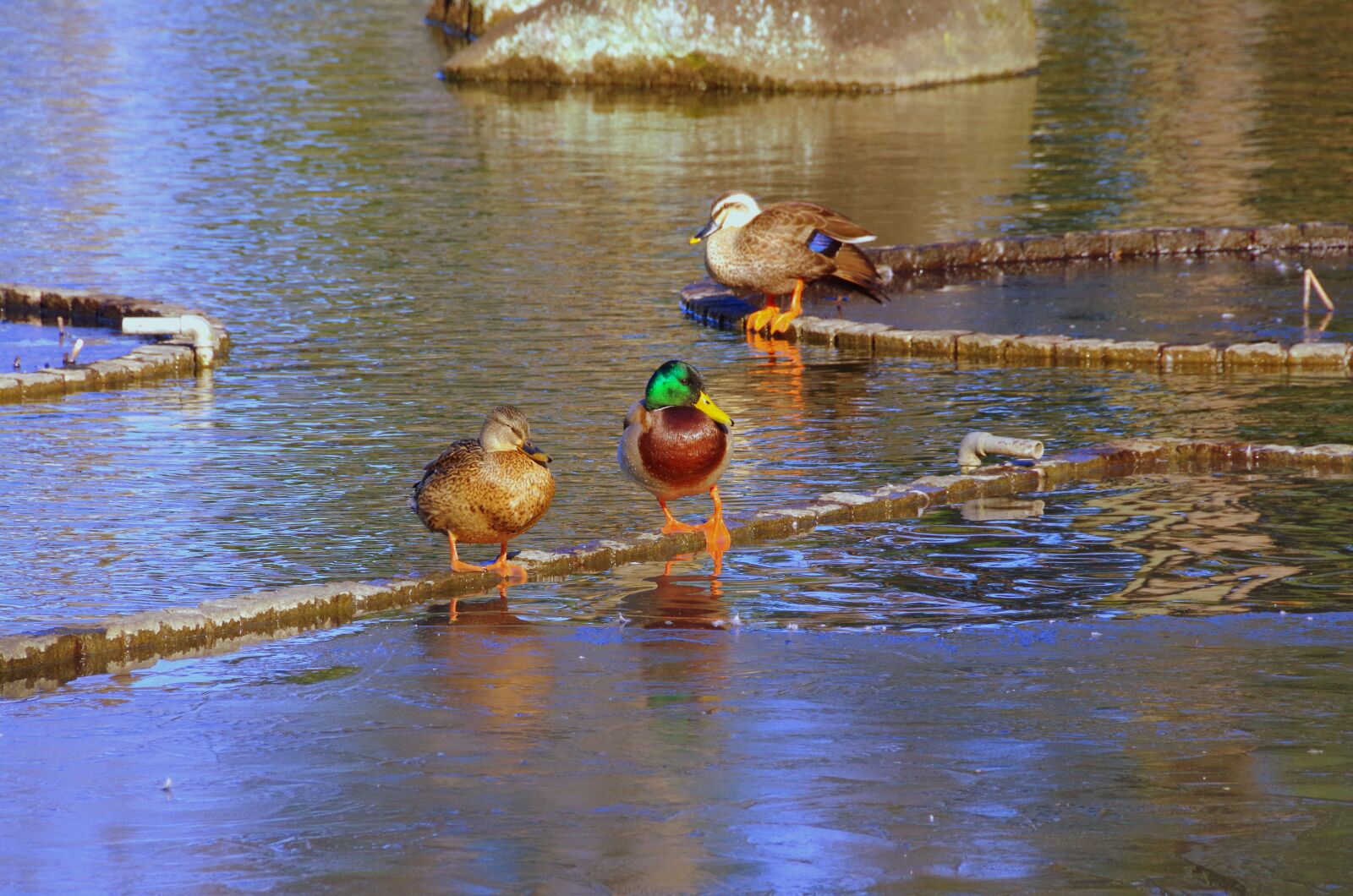 Pentax K-30 sample photo. Duck, pond photography