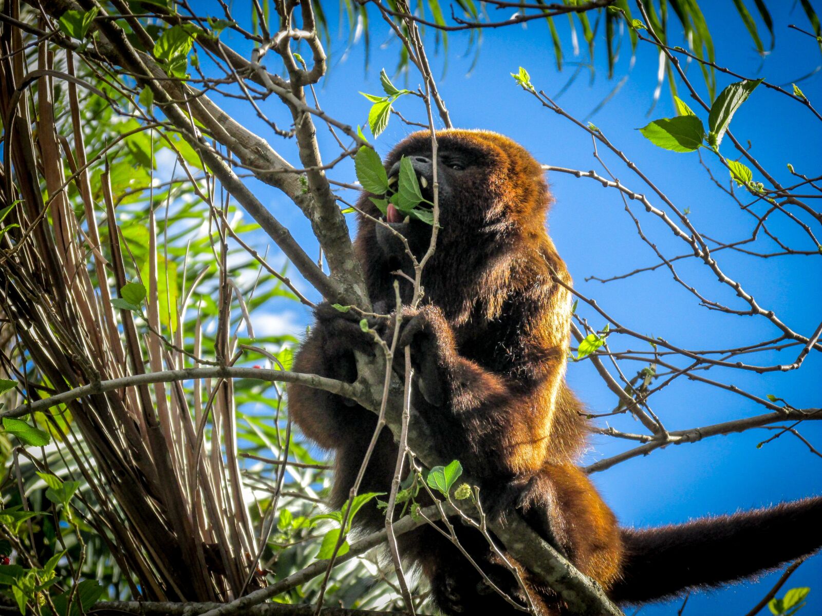 Canon PowerShot SX170 IS sample photo. Animals, monkey, nature photography