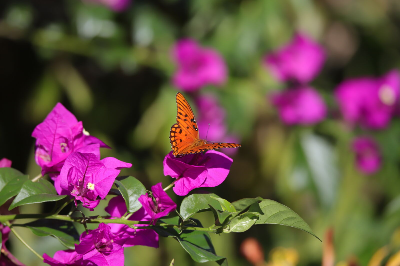 Canon EOS 6D Mark II sample photo