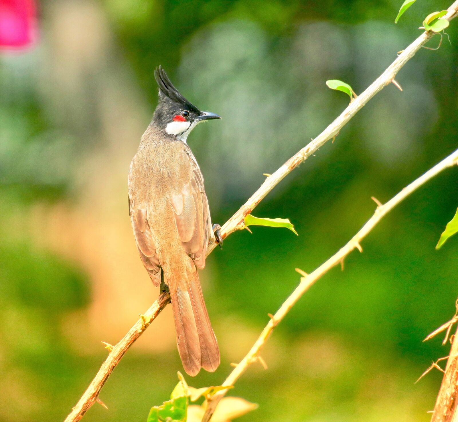 Canon PowerShot G3 X sample photo. Nature, bird, outdoor photography