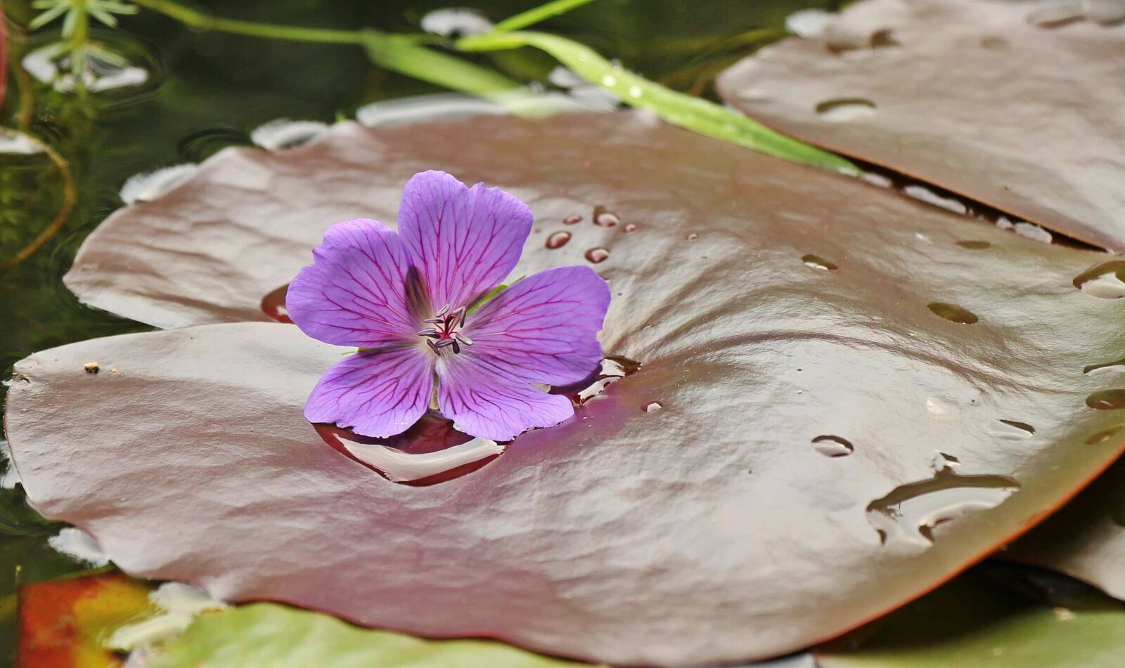 Canon EOS 550D (EOS Rebel T2i / EOS Kiss X4) sample photo. Leaf, nature, purple flower photography