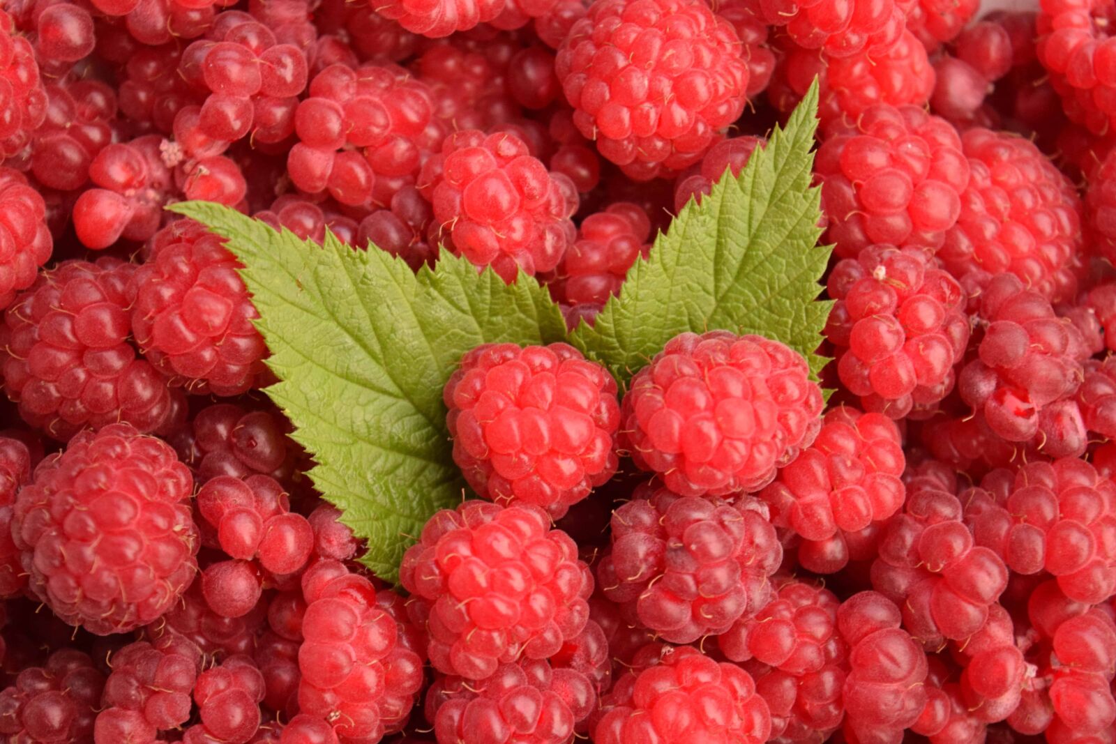Nikon D3300 sample photo. Sweet, food, raspberry, berry photography
