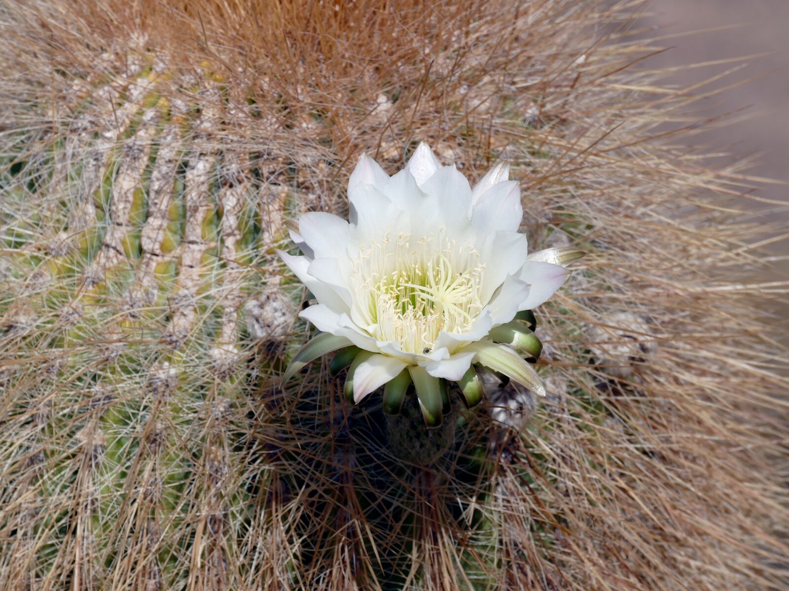 Panasonic Lumix DMC-FZ1000 sample photo. Flowering, cactus, bolivia photography