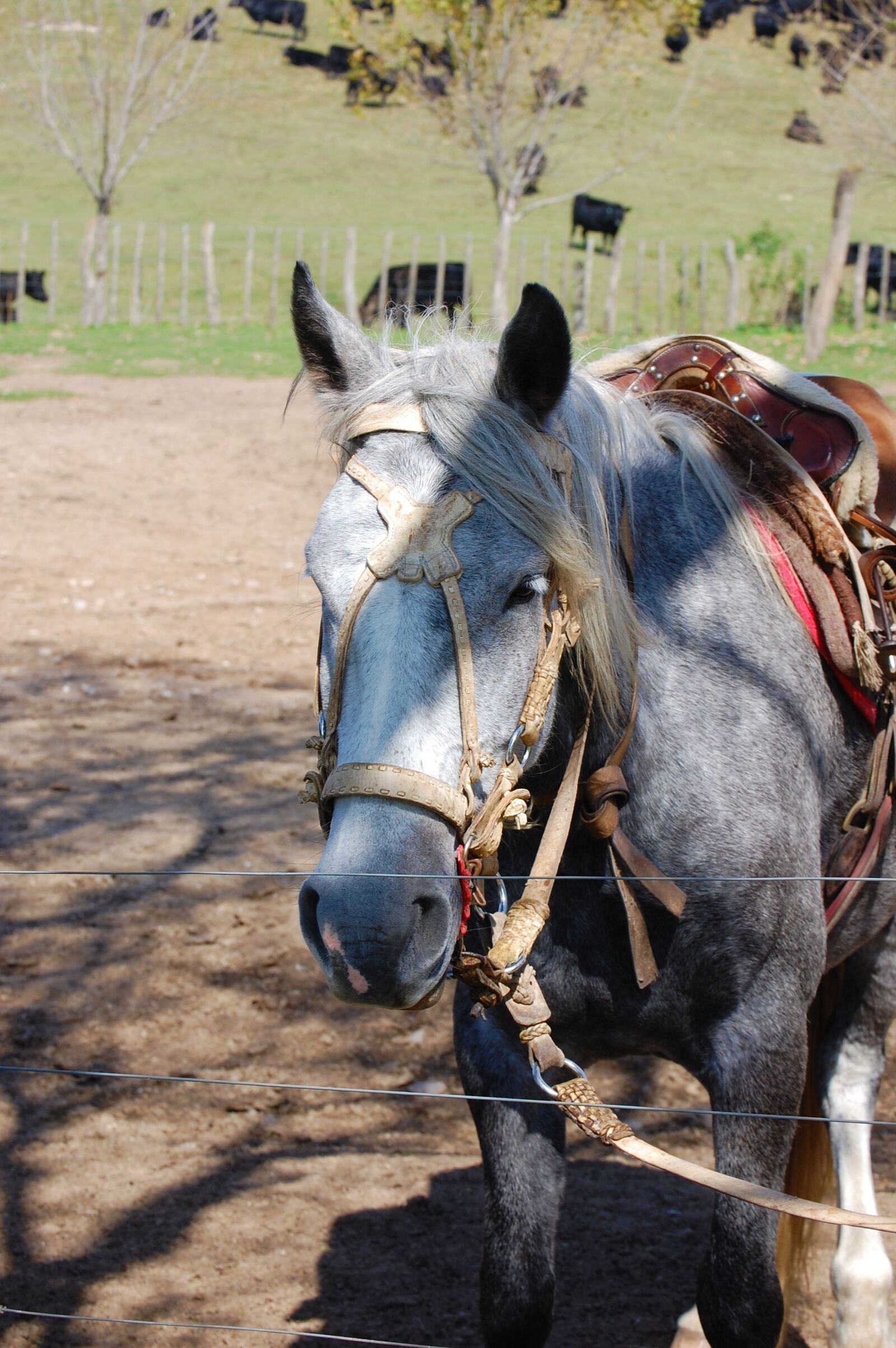 Nikon D40 sample photo. Horse, estancia, cordoba photography