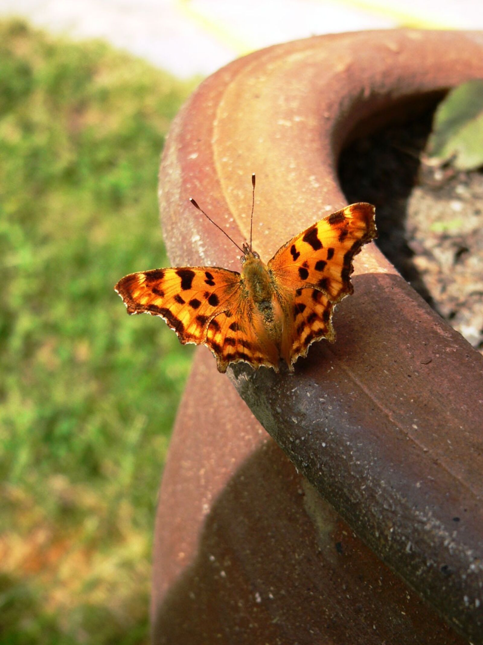 Panasonic DMC-FZ20 sample photo. Butterfly, painted lady, insect photography