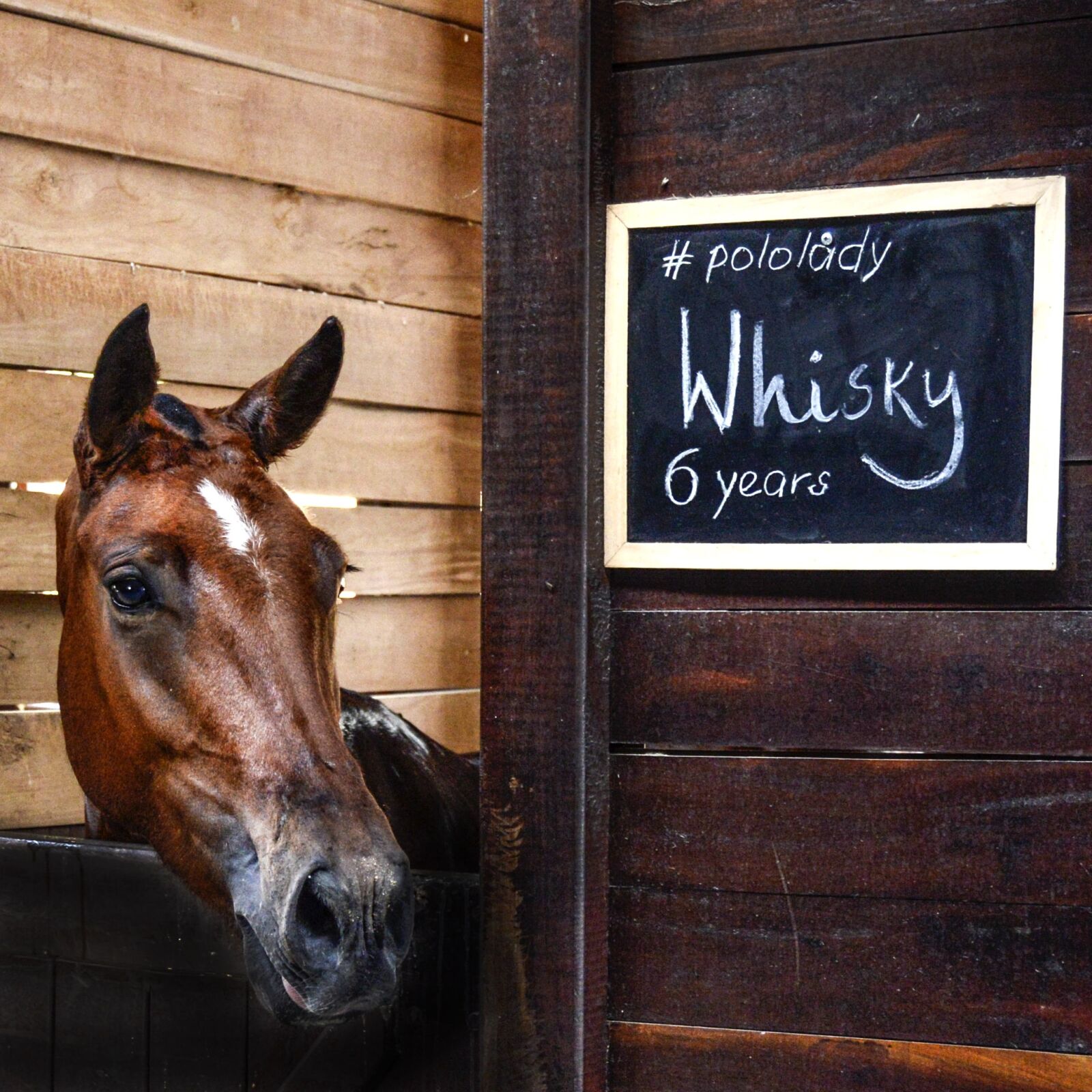 Nikon D610 sample photo. Horse, stable, farm photography
