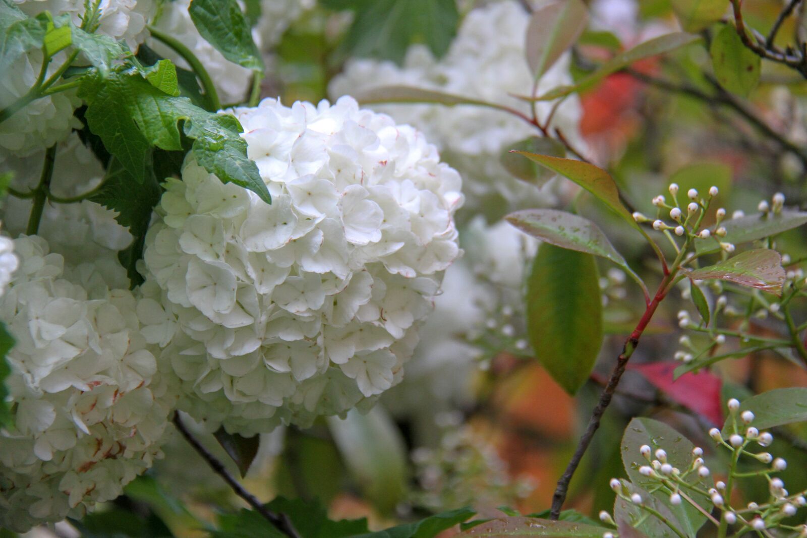 Canon EOS 7D sample photo. Snowball, viburnum, flower photography