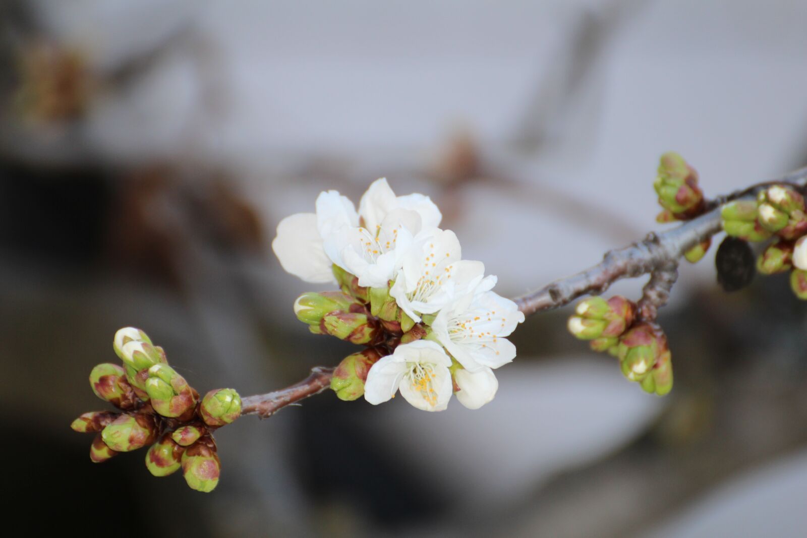 Canon EOS 700D (EOS Rebel T5i / EOS Kiss X7i) sample photo. Cherry blossom, spring, new photography